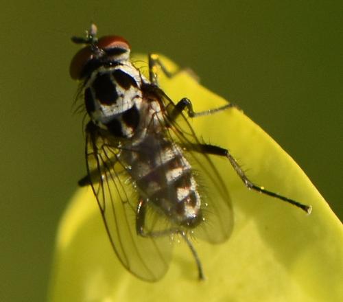 Réf. 302 849 : Anthomyia sp.